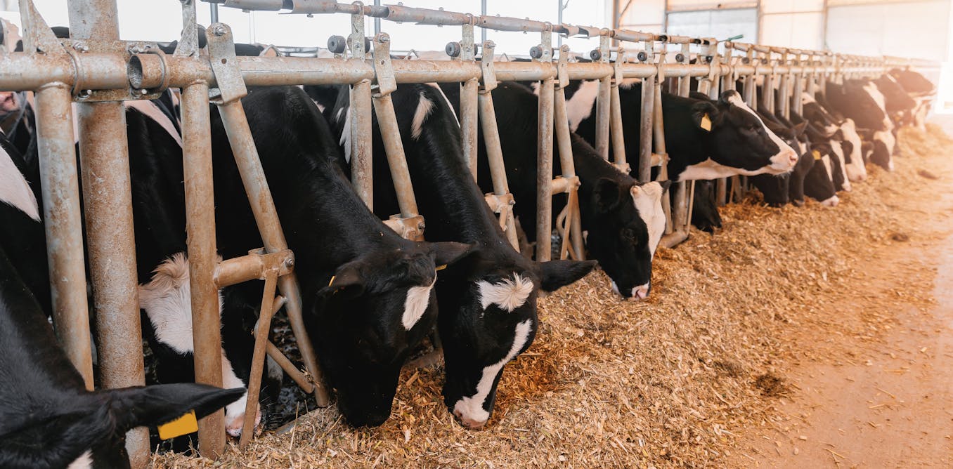 development banks see it as a good idea, but it’s bad for the climate