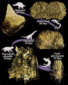A centuries-old debate on how reptiles keep evolving skin bones is finally settled
