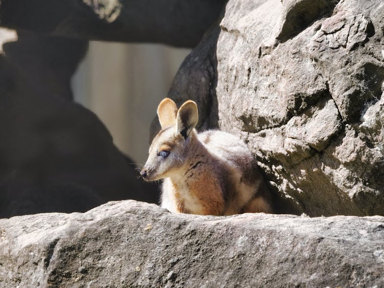 Modern rock wallabies seem to survive by sticking together in small areas. Fossils show they need to travel