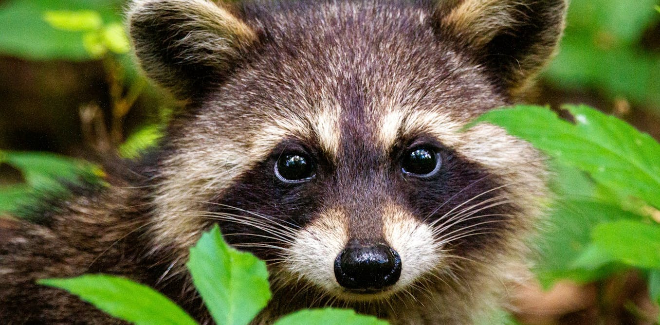 Raccoons break into liquor stores, scale skyscrapers and pick locks – studying their clever brains can clarify human intelligence, too