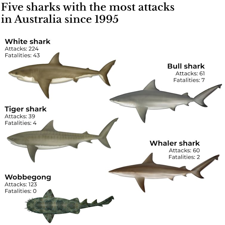 how what we do on land may shape shark behaviour