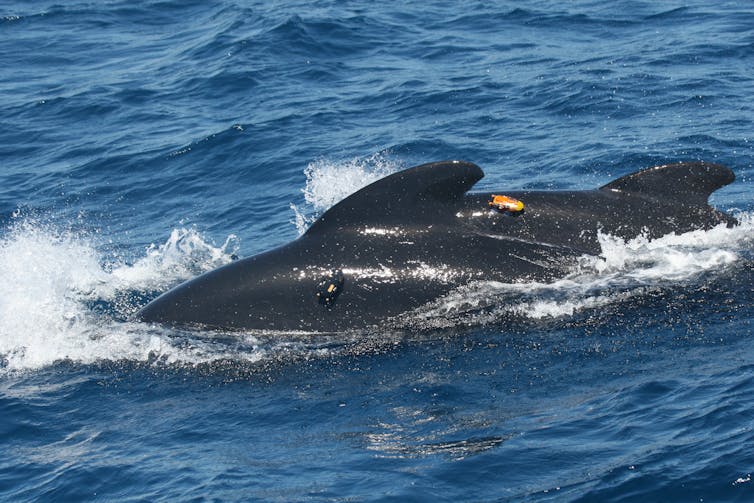 pilot whales are shouting to hear themselves over ship noise