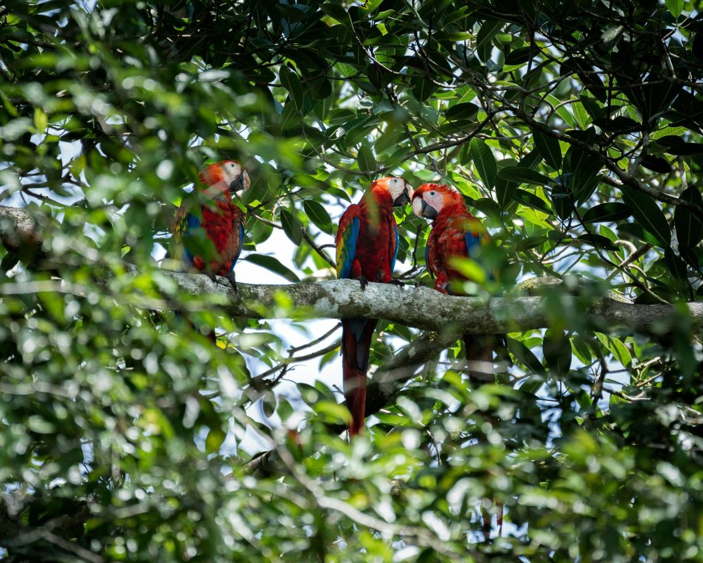Ecuador’s Rainforests Recover Faster Than Expected