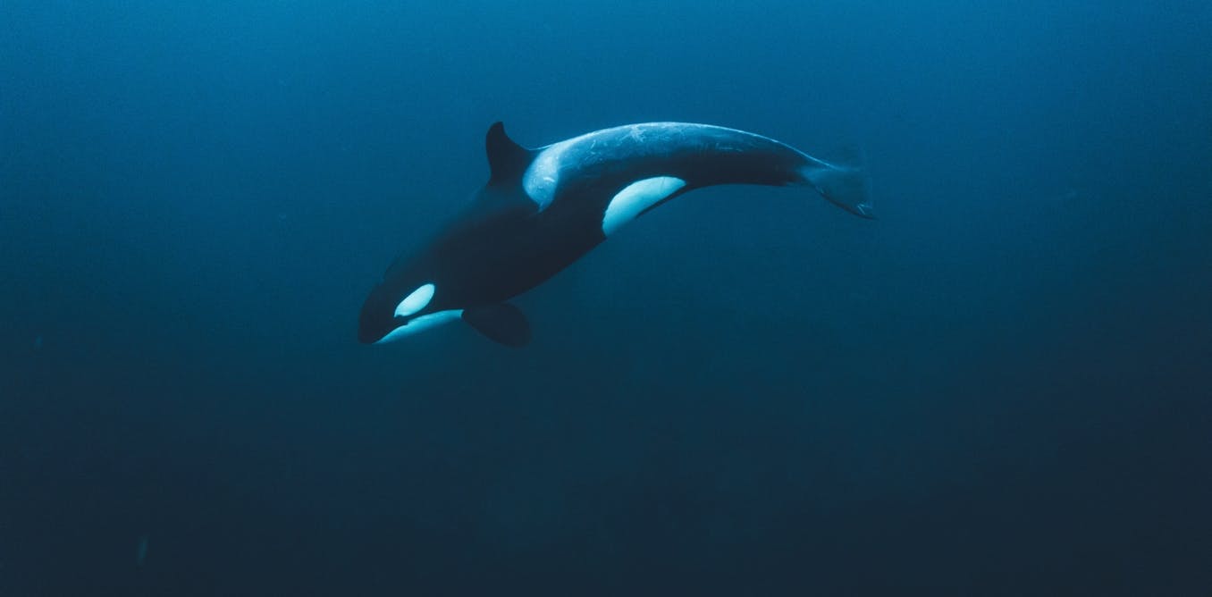 orcas explode sunfish by ramming them at high speed