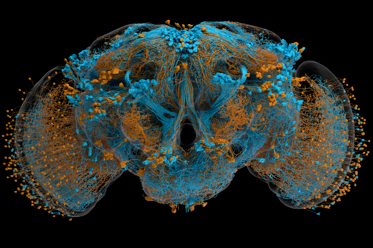 World-first map of a male fly brain a win for neuroscience – UKRI
