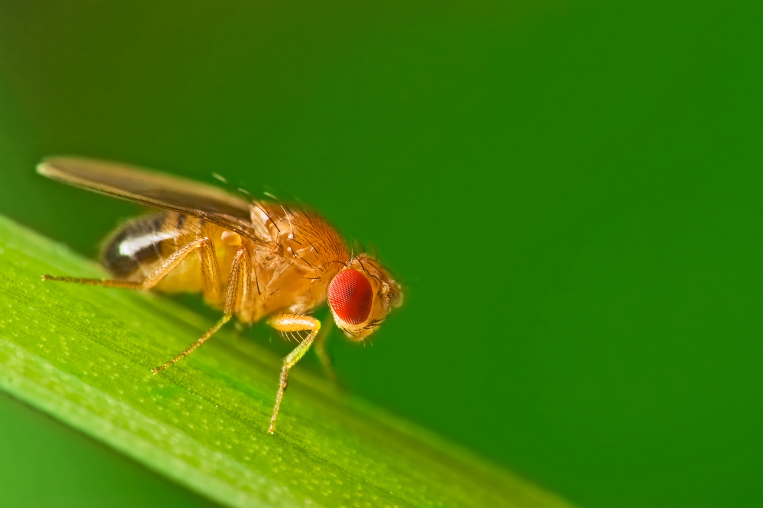 Experts extend lives of animals by activating ‘energy saver’ mode – UKRI